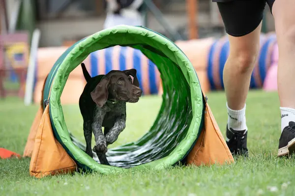 Alman Shorthair, çeviklik eğitimi sırasında yeşil bir tünelde koşan Pointer 'ı çimenli bir alanda.