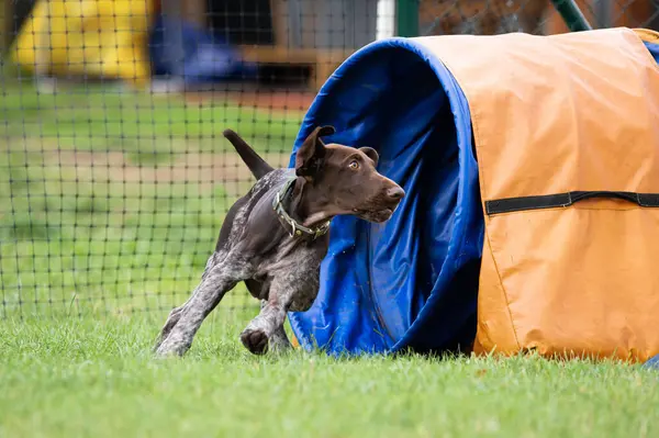 Alman Shorthair, çeviklik eğitimi sırasında yeşil bir tünelde koşan Pointer 'ı çimenli bir alanda.