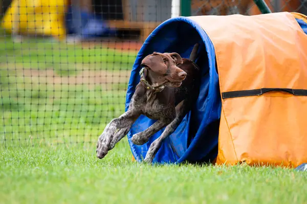 Alman Shorthair, çeviklik eğitimi sırasında yeşil bir tünelde koşan Pointer 'ı çimenli bir alanda. 