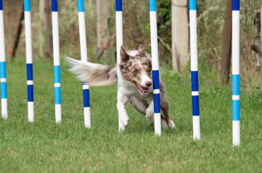 Çeviklik eğitimi sırasında yeşil çimenler üzerinde odaklanmış ve enerji dolu bir şekilde örgü direkleri arasında koşan Collie Sınırı.. 