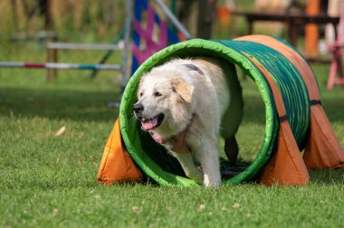 Beyaz köpek bir çeviklik yarışmasında tünelde koşuyor.