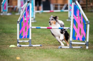 Shetland Çoban Köpeği çeviklik yarışmalarında engellerin üzerinden atlıyor.