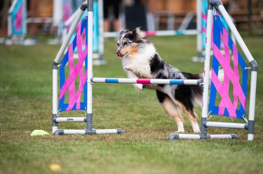 Shetland Çoban Köpeği çeviklik yarışmalarında engellerin üzerinden atlıyor.