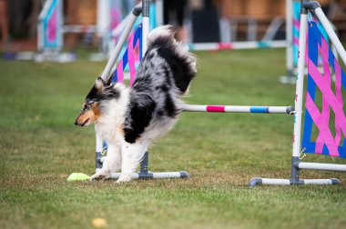 Shetland Çoban Köpeği çeviklik yarışmalarında engellerin üzerinden atlıyor.