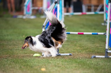 Shetland Çoban Köpeği çeviklik yarışmalarında engellerin üzerinden atlıyor.