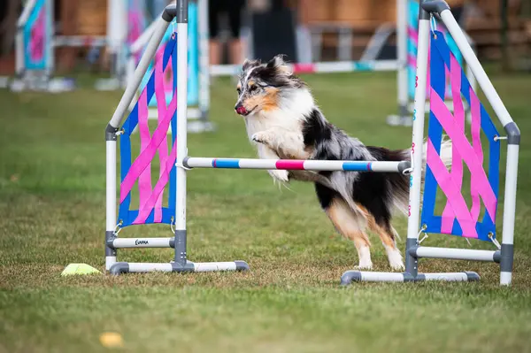 Shetland Çoban Köpeği çeviklik yarışmalarında engellerin üzerinden atlıyor.