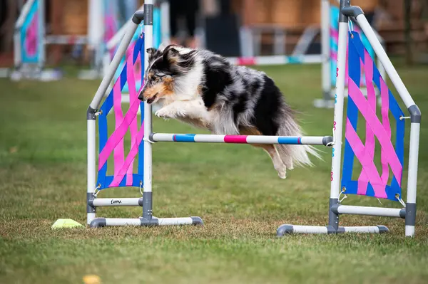 Shetland Çoban Köpeği çeviklik yarışmalarında engellerin üzerinden atlıyor.