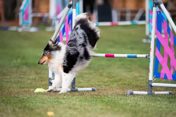 Shetland Çoban Köpeği çeviklik yarışmalarında engellerin üzerinden atlıyor.