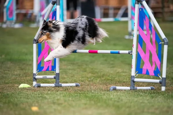 Shetland Çoban Köpeği çeviklik yarışmalarında engellerin üzerinden atlıyor.