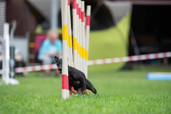 Çeviklik yarışmasında slalom koşan bir Alman pinscher. 