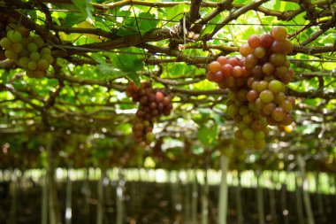 Olgunlaşan yemyeşil ve kırmızımsı mor renklerin güzel bir karışımını sergileyen yemyeşil üzümler, üzüm bağının başındaki sarmaşıklardan sarkıyor..