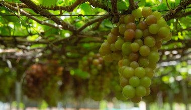 Olgunlaşan yemyeşil ve kırmızımsı mor renklerin güzel bir karışımını sergileyen yemyeşil üzümler, üzüm bağının başındaki sarmaşıklardan sarkıyor..