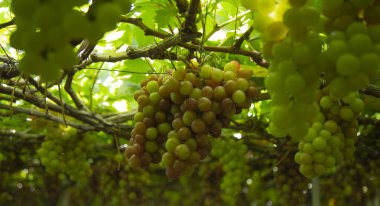 Olgunlaşan yemyeşil ve kırmızımsı mor renklerin güzel bir karışımını sergileyen yemyeşil üzümler, üzüm bağının başındaki sarmaşıklardan sarkıyor..