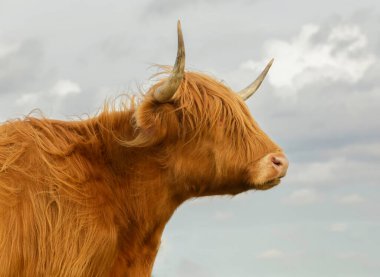 İskoçya İneği veya Heelan Coo, İskoçya 'nın nazik devleri olarak bilinen dünyadaki en eski kayıtlı sığır türüdür.