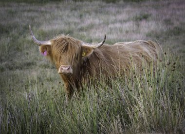 İskoçya İneği veya Heelan Coo, İskoçya 'nın nazik devleri olarak bilinen dünyadaki en eski kayıtlı sığır türüdür.