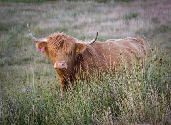 Highland Cow Heelan Coo Oldest Registered Breed Cattle World Known — Stock Photo, Image