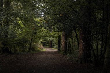 Güney Galler 'de sonbaharda ormanlık alanda bir patika.