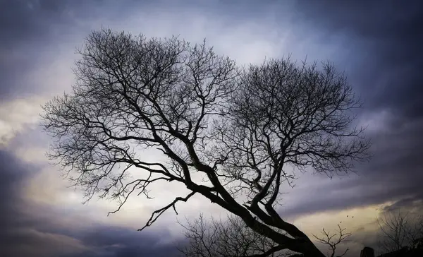 Ein Kahler Baum Winter Auf Den Brecon Beacons Südwales lizenzfreie Stockfotos