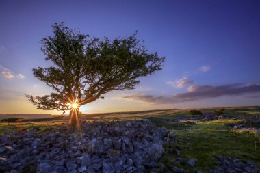 Akşamın son güneşi, İngiltere 'nin Güney Galler' deki Brecon Beacons 'da Ystradfellte yakınlarında yalnız bir Hawthorn ağacında bir boşluktan doğuyor..