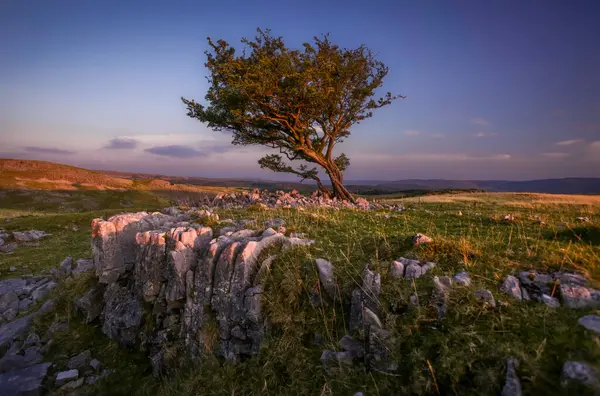 stock image A lone Hawthorn tree amid the limestone rocks catching the last of the evening summer sunshine