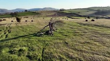 Brecon Beacons Ulusal Parkı 'ndaki Twyn y Gaer' deki kırık ağacın etrafında daireler çizen insansız hava aracı görüntüleri şu anda Güney Galler İngiltere 'de Bannau Brycheiniog olarak bilinir.