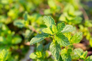Nane şekeri. Bir sürü yeşil nane, arka bahçesinde yeşil yapraklar var..