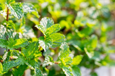 Nane şekeri. Bir sürü yeşil nane, arka bahçesinde yeşil yapraklar var..