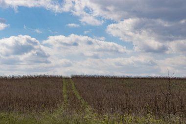 Güzel mısır tarlası ve mavi gökyüzü, cennete giden yol.