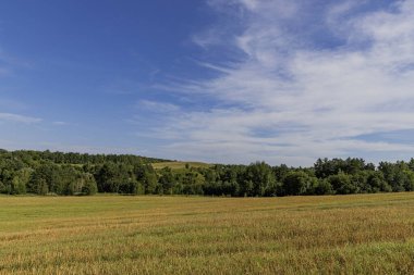 Buğday tarlası olan güzel bir manzara.