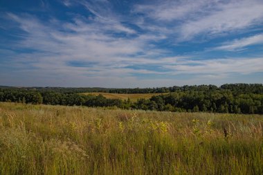 Ormandaki manzara, arka plan olarak fotoğraf, dijital görüntü.