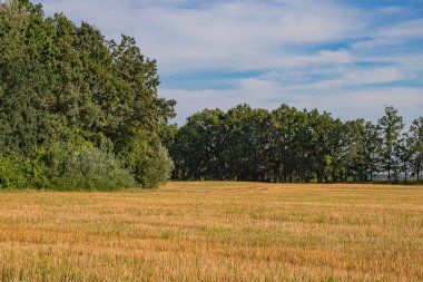 Kırsalda buğday tarlası