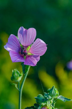 Bahçedeki pembe-mor çiçek bulanık arkaplan
