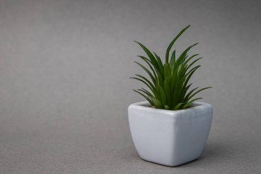 Gri arka planda beyaz tencereli yeşil bitki