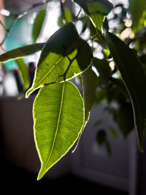 Siyah arkaplanda yeşil yapraklar.