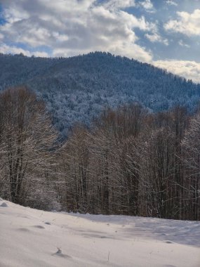 Karla kaplı ağaçlarla kaplı güzel kış manzarası