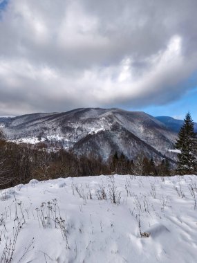 Güzel kış manzarası Karla kaplı ağaçlar