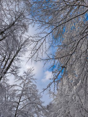 Ormanda karla kaplı ağaçlar