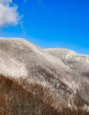Karla kaplı ağaçlarla kaplı kış manzarası