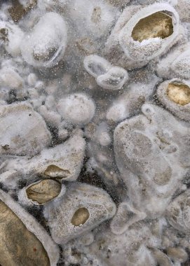 kabarcıklı deniz taşları