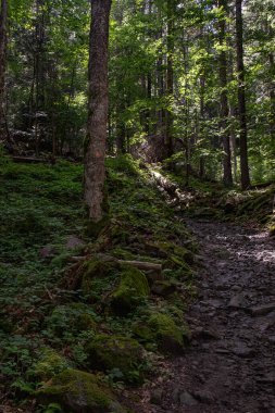 Ormanda patikası olan güzel bir ormanın dikey görüntüsü.