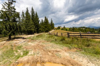 Yaz aylarında dağ ormanlarında yol.