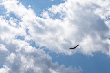 Gökyüzünde uçan uçurtma