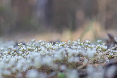 Bahar ormanında beyaz kar damlaları