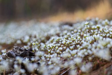 Beyaz çiçeğe yaklaş.