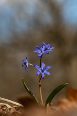 Doğada mavi ilkbahar çiçeği. makro