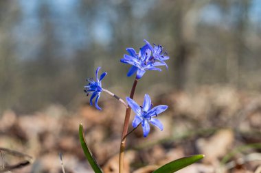 Ormanda mavi çiçekler