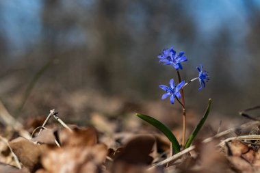 Bahçedeki güzel çiçekler