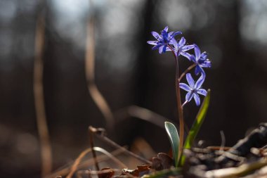 doğanın güzel bahar çiçekleri