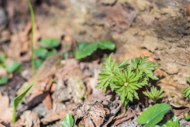 Yerde yeşil yapraklar
