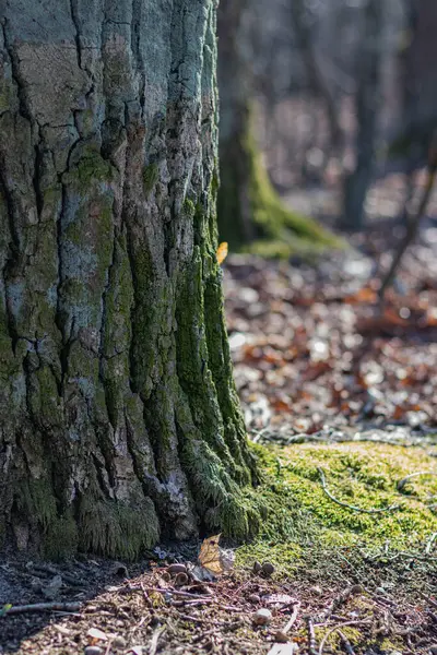 Ormandaki bir ağaç gövdesinin yakın çekimi.